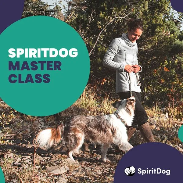 SpiritDog Training Review Dog Training Tips and Tricks
